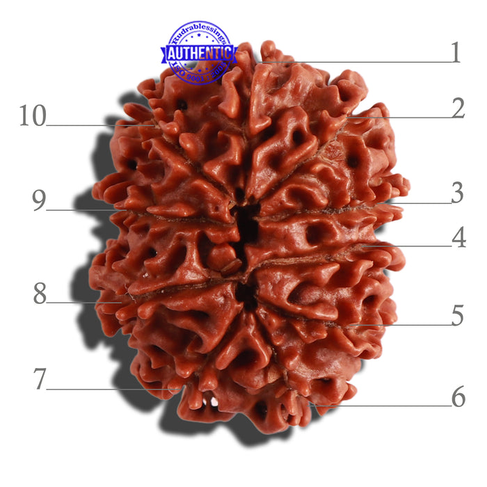 10 Mukhi Nepalese Rudraksha - Bead No. 318