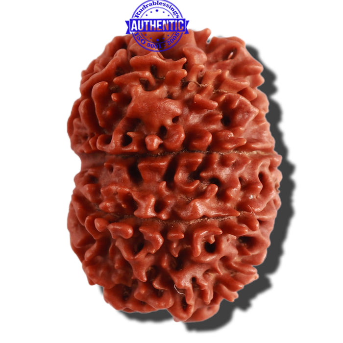10 Mukhi Nepalese Rudraksha - Bead No. 318