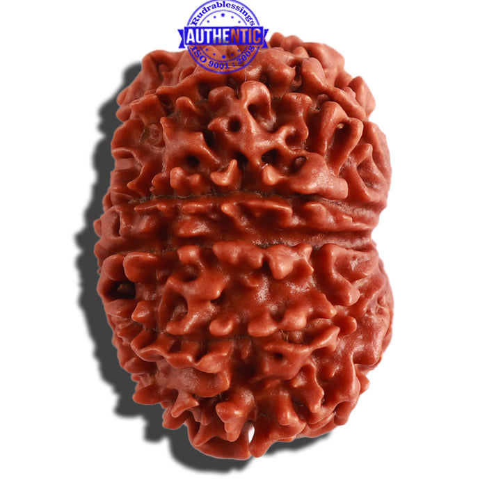 10 Mukhi Nepalese Rudraksha - Bead No. 318