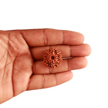 Load image into Gallery viewer, 10 Mukhi Nepalese Rudraksha - Bead No 319

