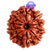 Load image into Gallery viewer, 10 Mukhi Nepalese Rudraksha - Bead No 319
