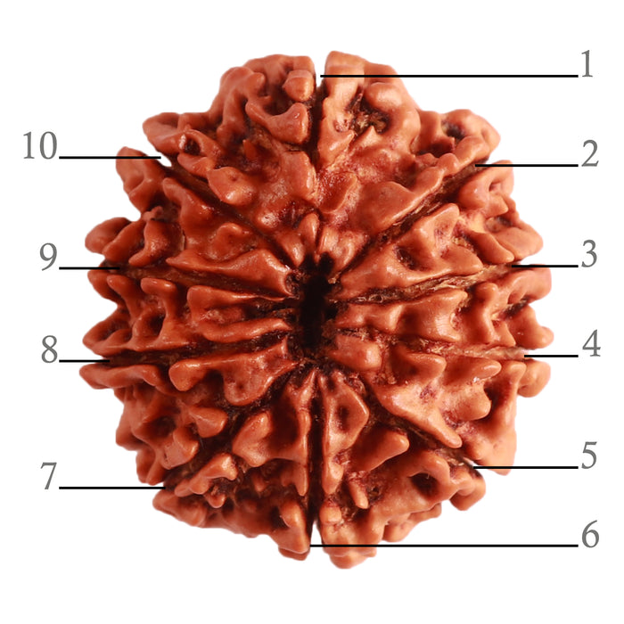 10 Mukhi Nepalese Rudraksha - Bead No 319