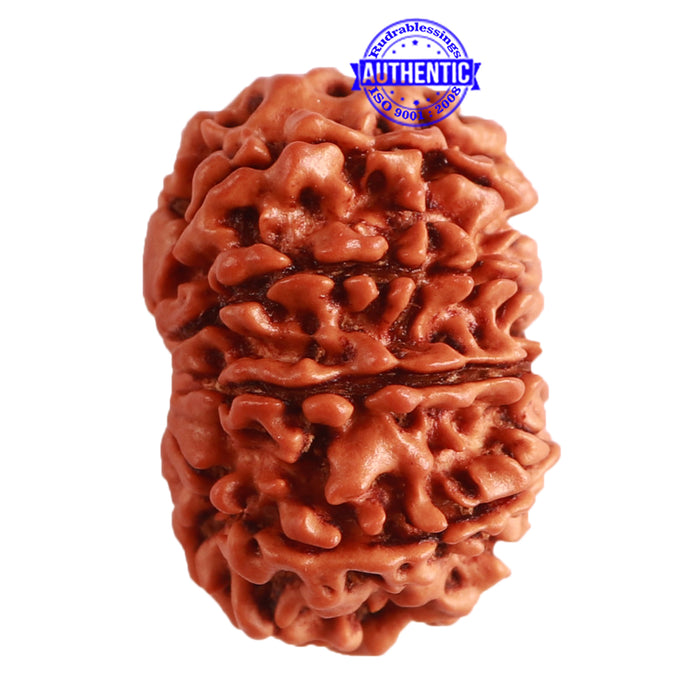 10 Mukhi Nepalese Rudraksha - Bead No 319