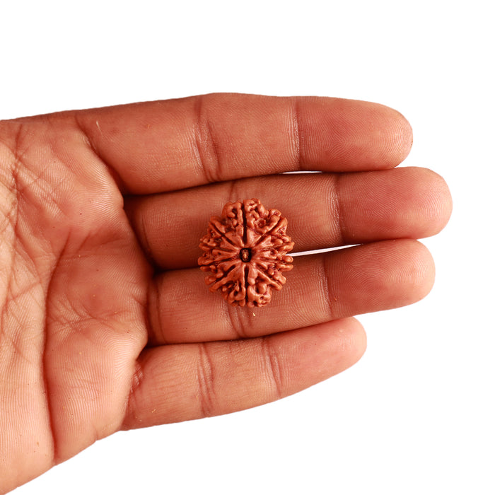 10 Mukhi Nepalese Rudraksha - Bead No. 320