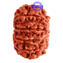 Load image into Gallery viewer, 10 Mukhi Nepalese Rudraksha - Bead No. 320
