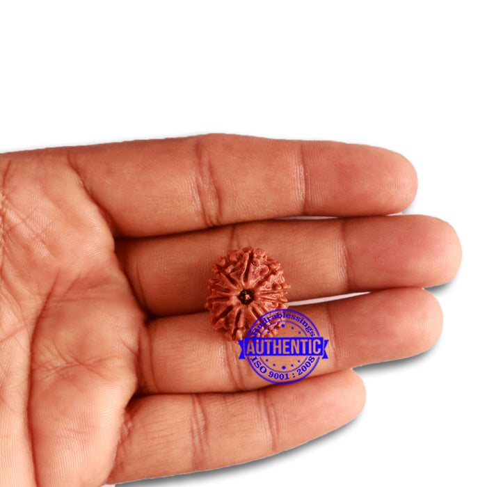 10 Mukhi Nepalese Rudraksha - Bead No 321