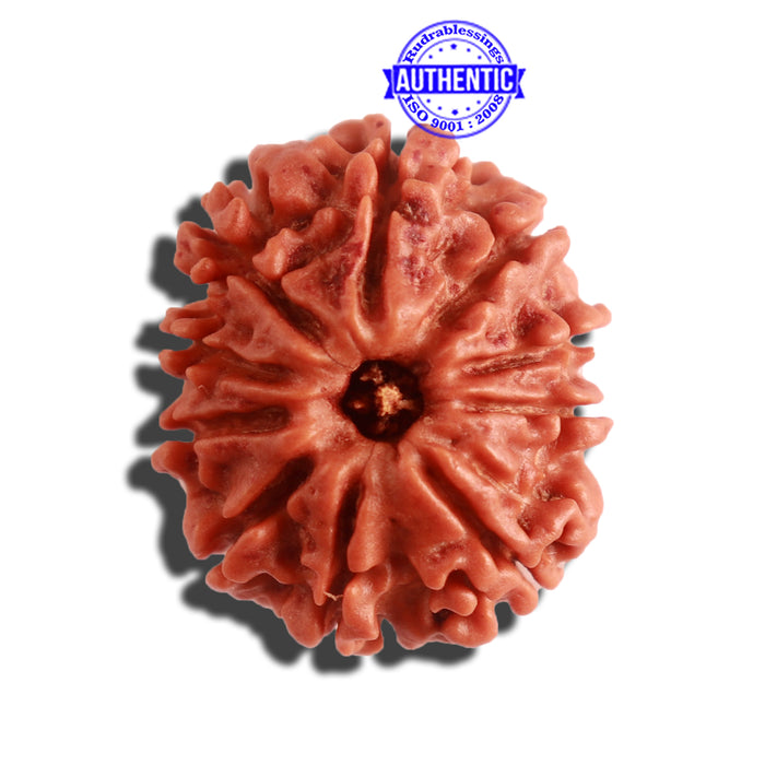 10 Mukhi Nepalese Rudraksha - Bead No 321