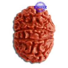 Load image into Gallery viewer, 10 Mukhi Nepalese Rudraksha - Bead No 321
