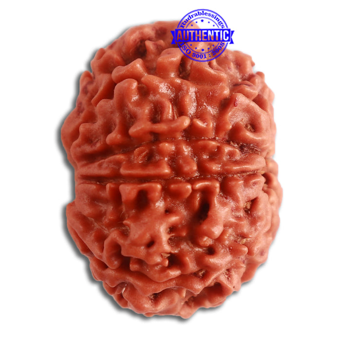 10 Mukhi Nepalese Rudraksha - Bead No 321