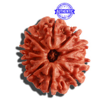 Load image into Gallery viewer, 10 Mukhi Nepalese Rudraksha - Bead No 322
