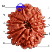 Load image into Gallery viewer, 10 Mukhi Nepalese Rudraksha - Bead No 322
