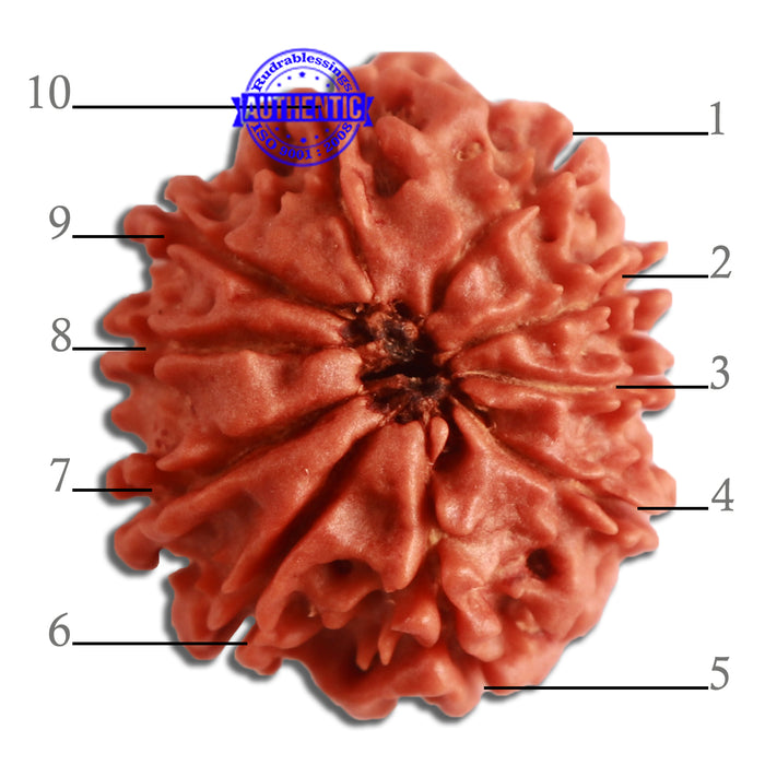 10 Mukhi Nepalese Rudraksha - Bead No 322