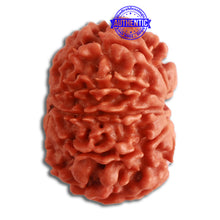 Load image into Gallery viewer, 10 Mukhi Nepalese Rudraksha - Bead No 322
