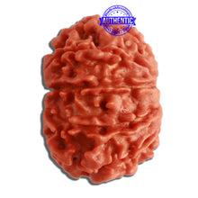 Load image into Gallery viewer, 10 Mukhi Nepalese Rudraksha - Bead No 322
