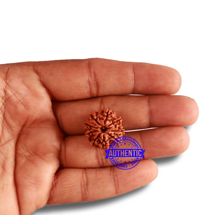 10 Mukhi Nepalese Rudraksha - Bead No 323