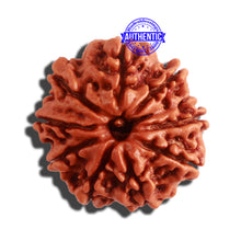 Load image into Gallery viewer, 10 Mukhi Nepalese Rudraksha - Bead No 323
