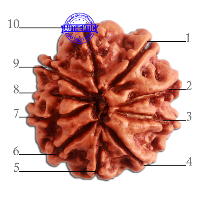 10 Mukhi Nepalese Rudraksha - Bead No 323
