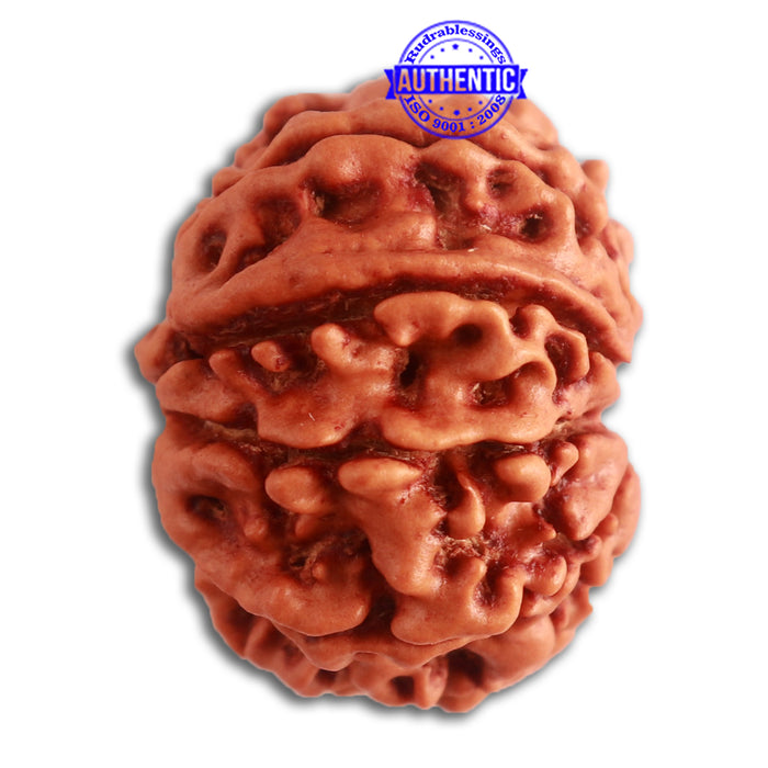 10 Mukhi Nepalese Rudraksha - Bead No 323