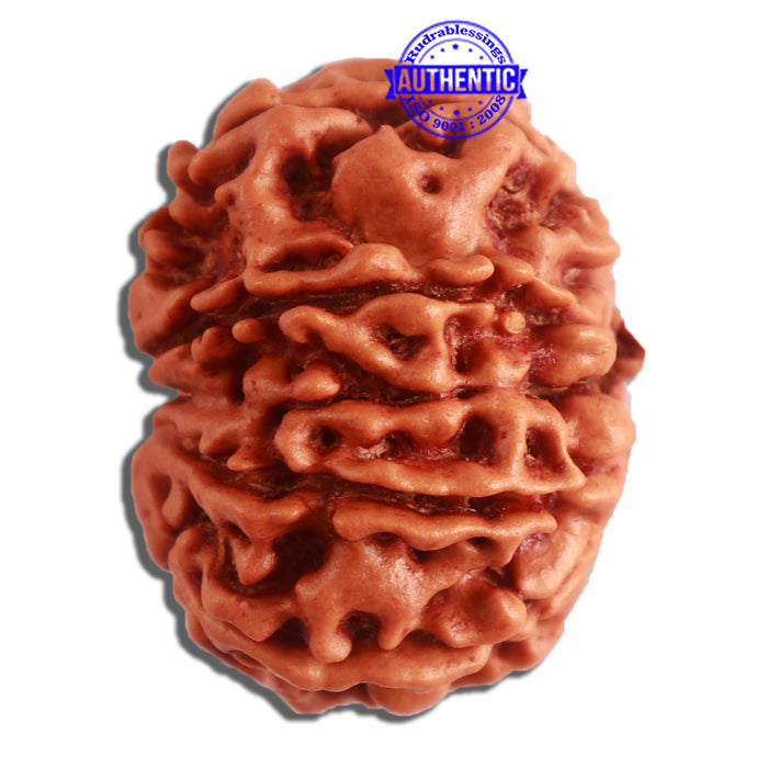 10 Mukhi Nepalese Rudraksha - Bead No 323