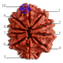 Load image into Gallery viewer, 10 Mukhi Nepalese Rudraksha - Bead No 324
