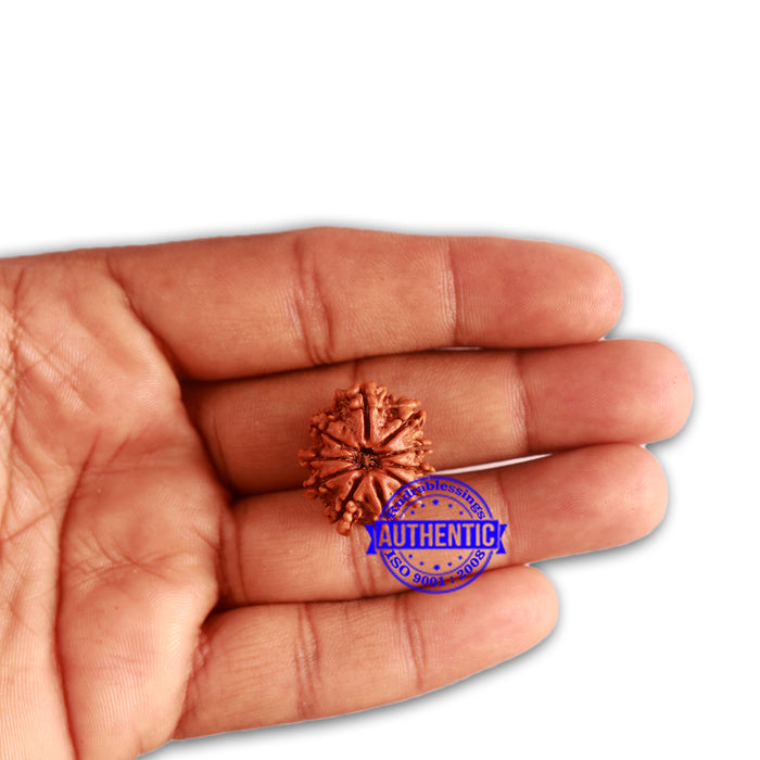 10 Mukhi Nepalese Rudraksha - Bead No. 325