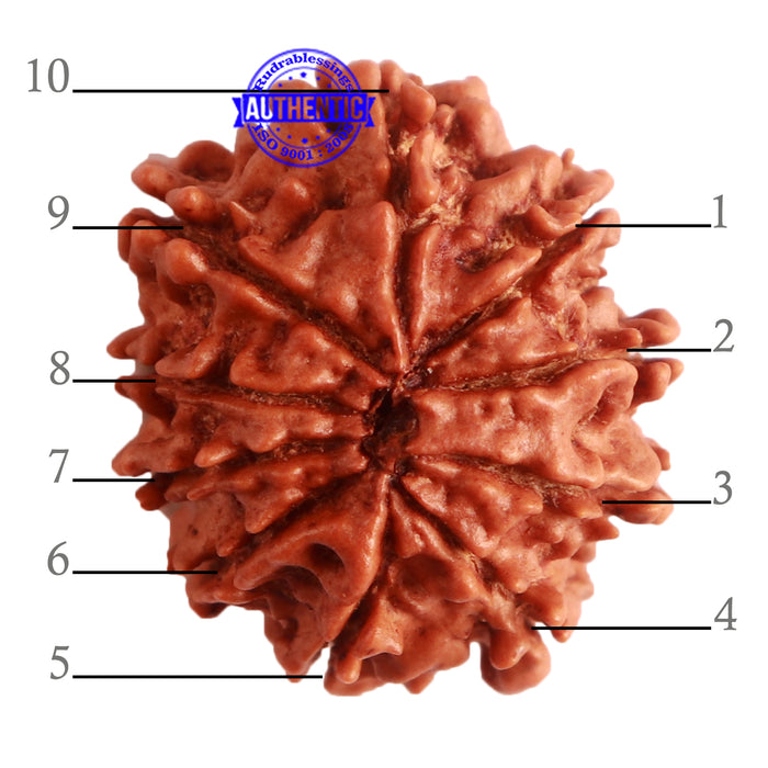 10 Mukhi Nepalese Rudraksha - Bead No. 325