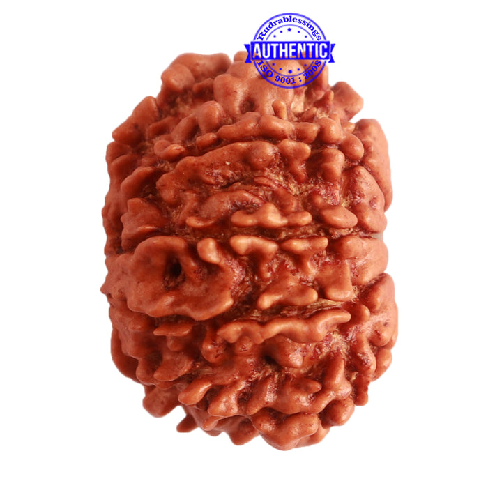 10 Mukhi Nepalese Rudraksha - Bead No. 325