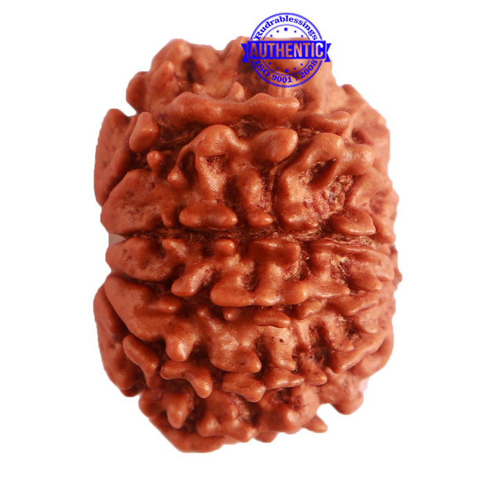 10 Mukhi Nepalese Rudraksha - Bead No. 325