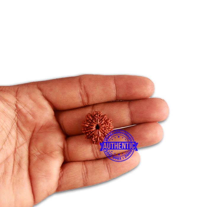10 Mukhi Nepalese Rudraksha - Bead No 326