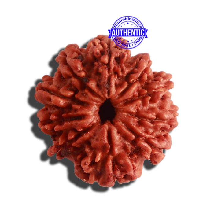 10 Mukhi Nepalese Rudraksha - Bead No. 326