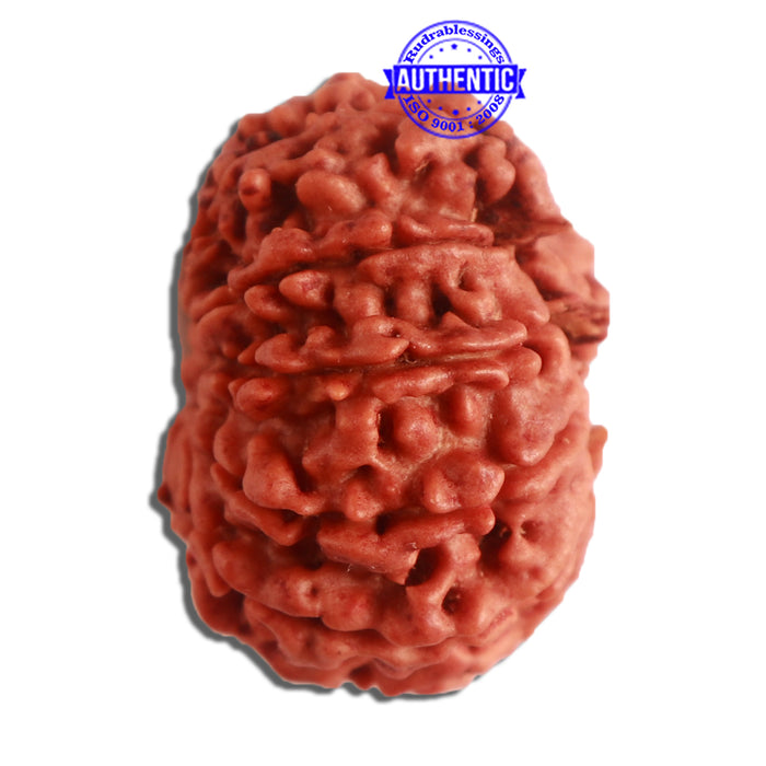 10 Mukhi Nepalese Rudraksha - Bead No 326