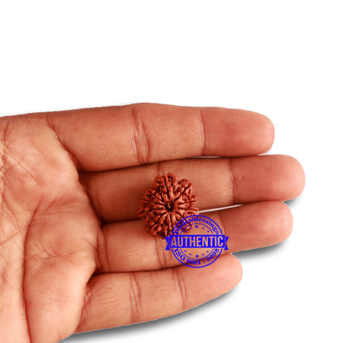 10 Mukhi Nepalese Rudraksha - Bead No 327