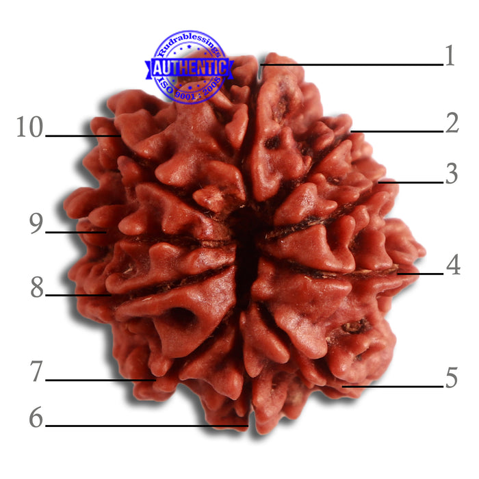10 Mukhi Nepalese Rudraksha - Bead No 327