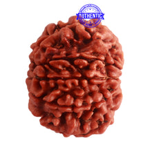 Load image into Gallery viewer, 10 Mukhi Nepalese Rudraksha - Bead No 327
