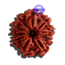 Load image into Gallery viewer, 10 Mukhi Nepalese Rudraksha - Bead No. 328
