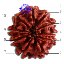 Load image into Gallery viewer, 10 Mukhi Nepalese Rudraksha - Bead No. 328
