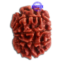 Load image into Gallery viewer, 10 Mukhi Nepalese Rudraksha - Bead No. 328
