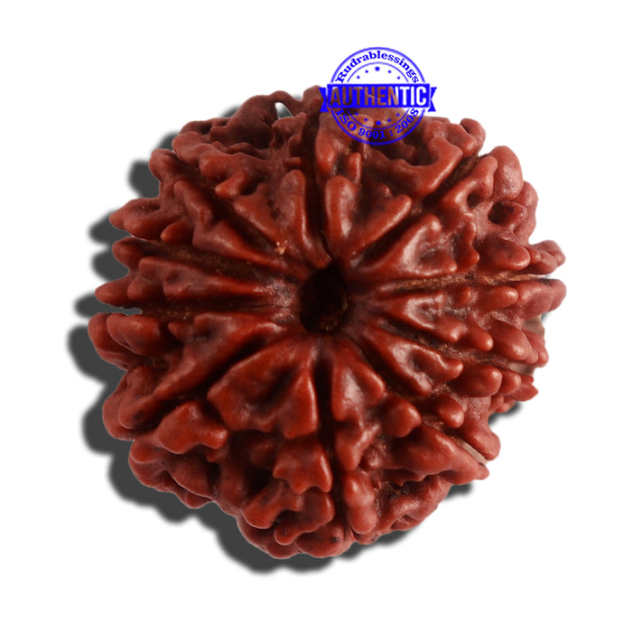 10 Mukhi Nepalese Rudraksha - Bead No. 329