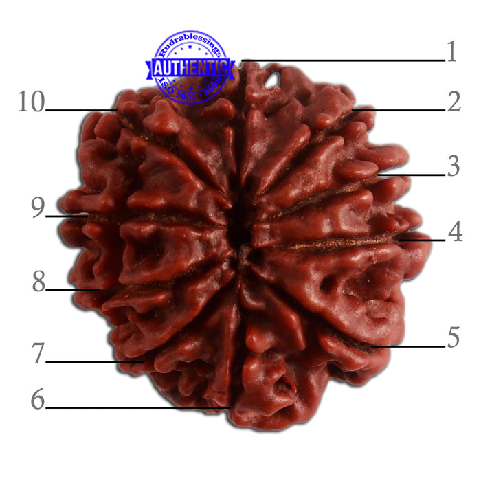 10 Mukhi Nepalese Rudraksha - Bead No. 329