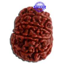 Load image into Gallery viewer, 10 Mukhi Nepalese Rudraksha - Bead No. 329
