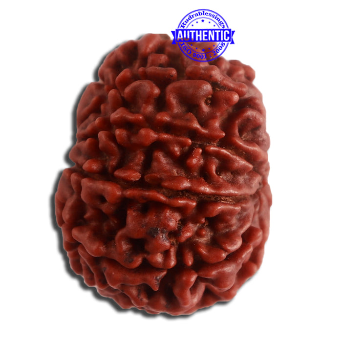10 Mukhi Nepalese Rudraksha - Bead No. 329