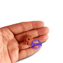 Load image into Gallery viewer, 10 Mukhi Nepalese Rudraksha - Bead No 330

