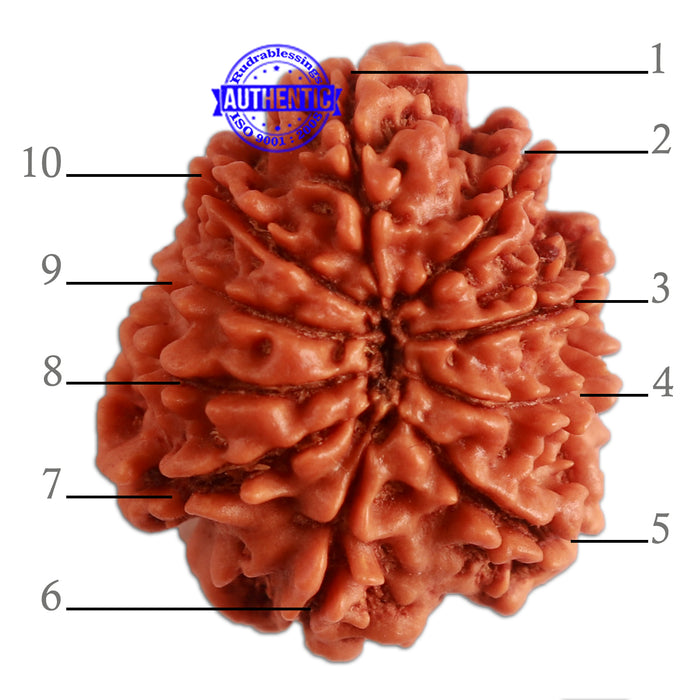 10 Mukhi Nepalese Rudraksha - Bead No 330