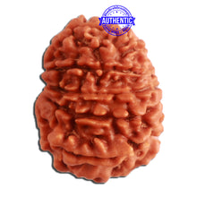 Load image into Gallery viewer, 10 Mukhi Nepalese Rudraksha - Bead No 330

