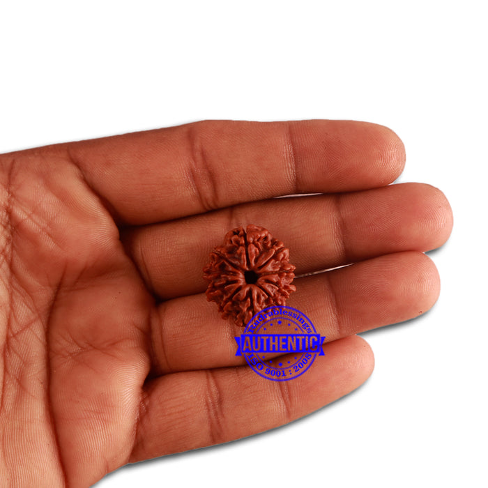 10 Mukhi Nepalese Rudraksha - Bead No. 331