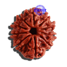 Load image into Gallery viewer, 10 Mukhi Nepalese Rudraksha - Bead No. 331

