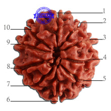 Load image into Gallery viewer, 10 Mukhi Nepalese Rudraksha - Bead No. 331

