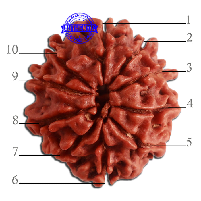 10 Mukhi Nepalese Rudraksha - Bead No. 331