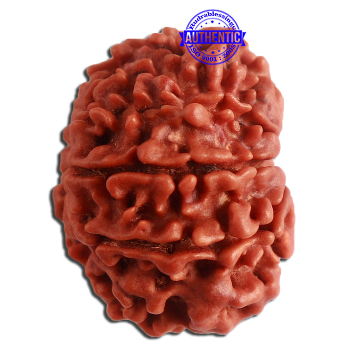 10 Mukhi Nepalese Rudraksha - Bead No. 331