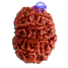 Load image into Gallery viewer, 10 Mukhi Nepalese Rudraksha - Bead No. 331
